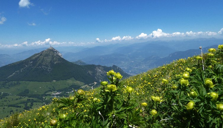 sentiero tre cime del bondone prati con botton d oro dietro monte paion