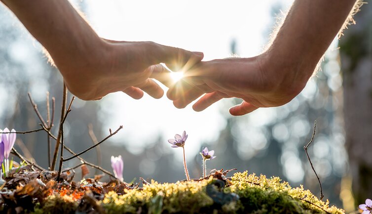 harmonie natur haende blume sonne