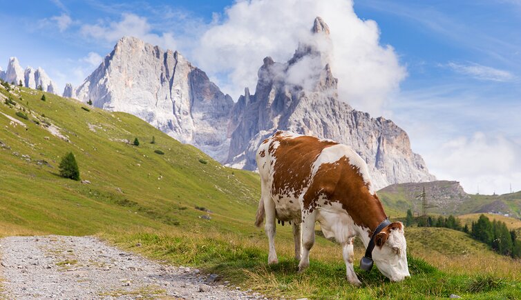 trentino mucca pale di san martino