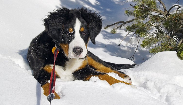 Hund schnee bernese wernerbrigitte pixabay cc publicdomain
