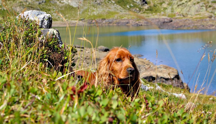 cane escursione trentino thomascompigne pixabay cc publicdomain