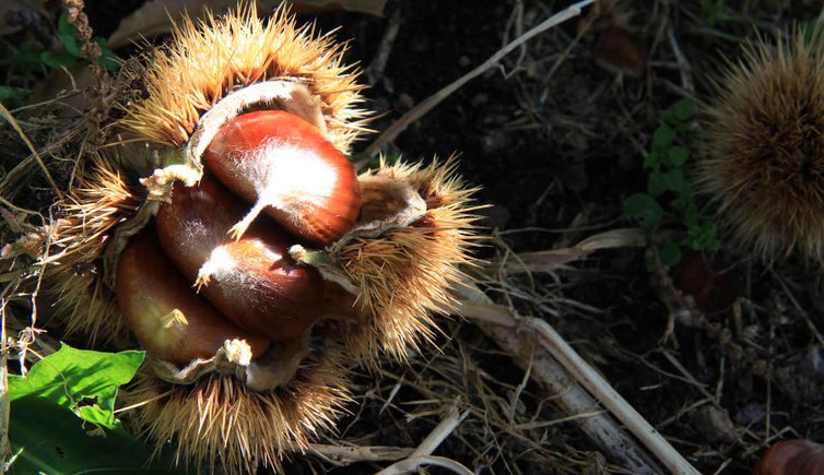 castagne del trentino