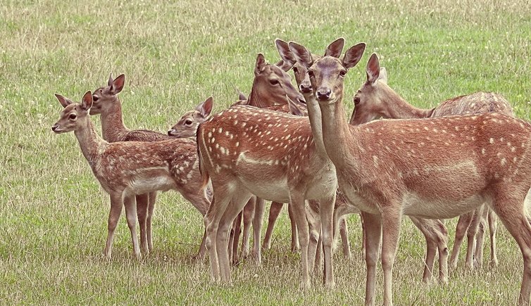 hansbenn deer